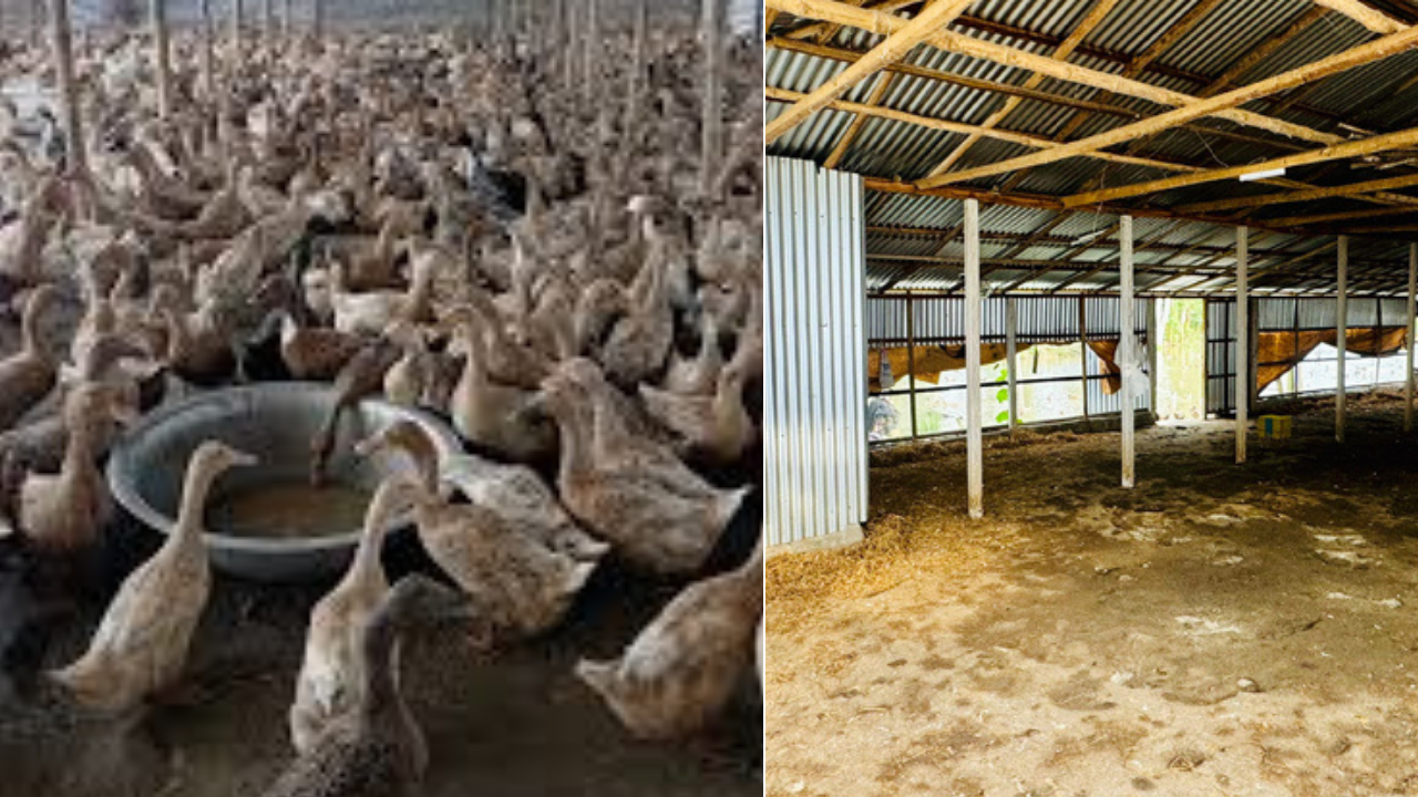 নাটোরে হাঁস খামারে দুর্বৃত্তদের হামলা, লুটে নিলো ৮০০ হাঁস